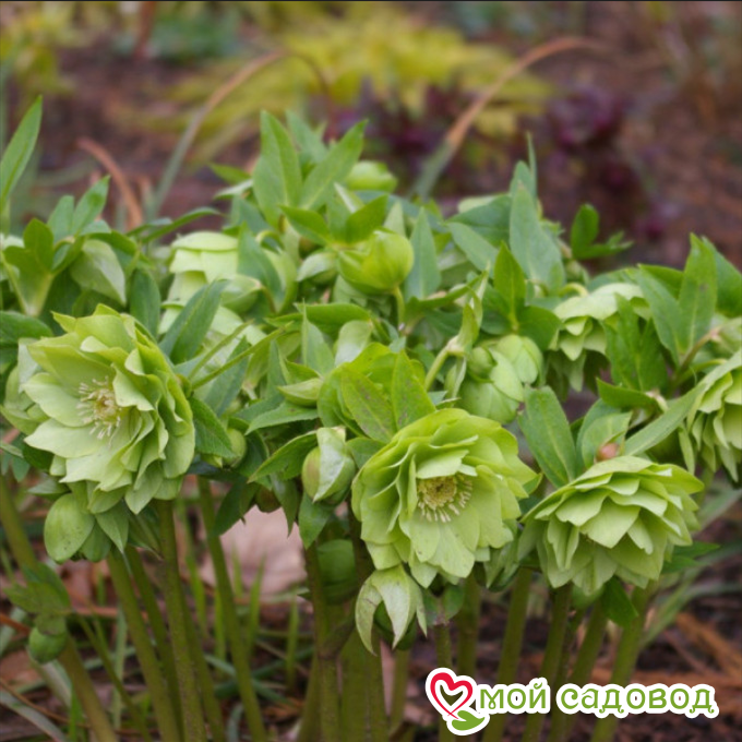 Морозник, комплект элит