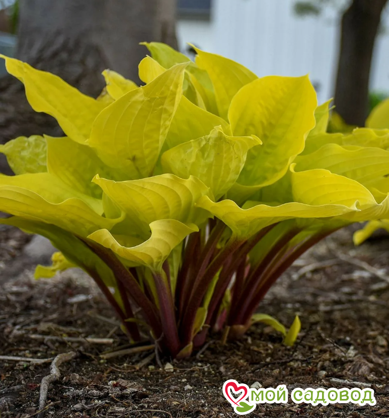 Хоста Липстик Блонд / Йеллоу