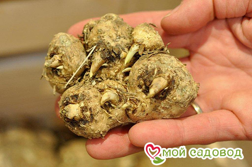 Калла Эмпайр