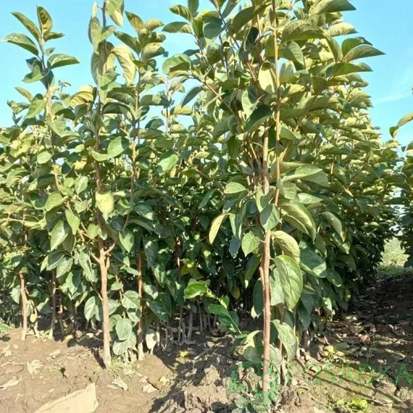 Хурма Карликовая