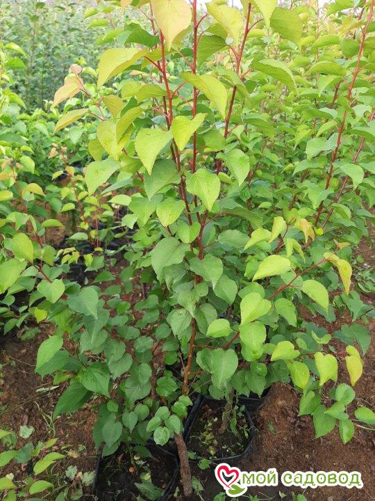 Саженцы Абрикоса Жердель колоновидный